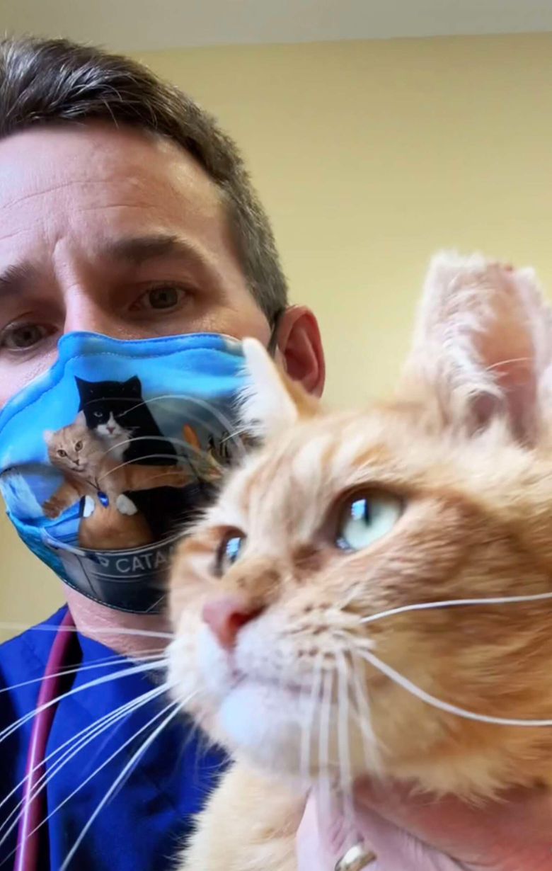 Illustration de l'article : Un chat errant et gravement blessé est amené chez un vétérinaire pour être euthanasié. Mais le destin en a décidé autrement (vidéo)